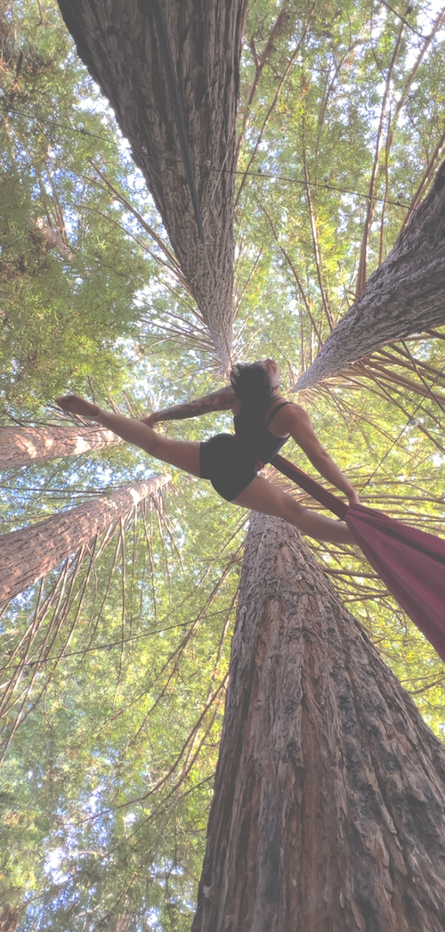 aerial silk x redwood canopy